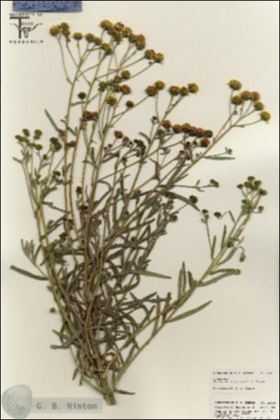 URN_catalog_HBHinton_herbarium_25645.jpg.jpg