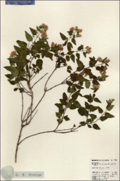 URN_catalog_HBHinton_herbarium_23884.jpg.jpg