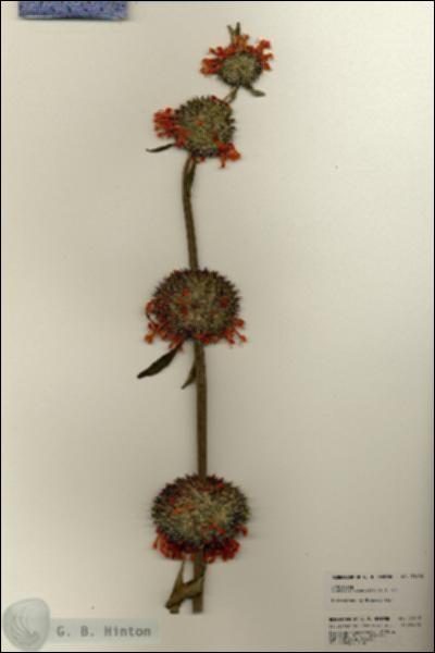 URN_catalog_HBHinton_herbarium_21418.jpg.jpg