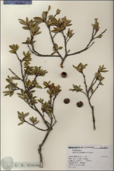 URN_catalog_HBHinton_herbarium_20112.jpg.jpg