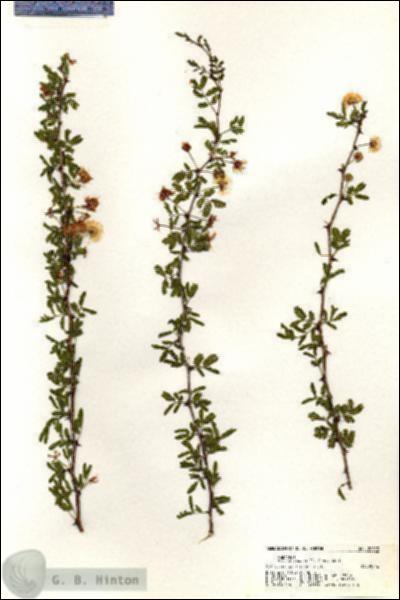 URN_catalog_HBHinton_herbarium_20923.jpg.jpg