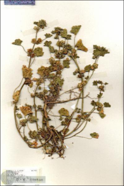 URN_catalog_HBHinton_herbarium_19411.jpg.jpg