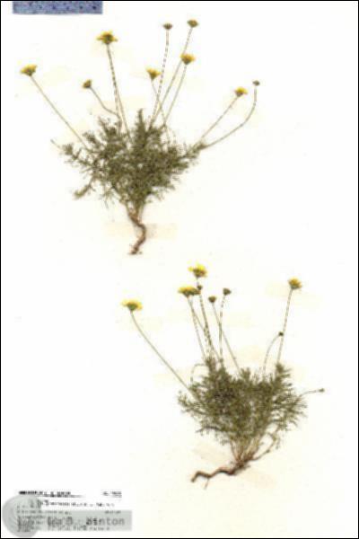 URN_catalog_HBHinton_herbarium_19945.jpg.jpg