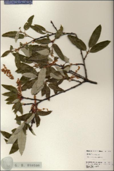 URN_catalog_HBHinton_herbarium_25293.jpg.jpg