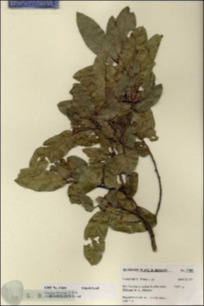 URN_catalog_HBHinton_herbarium_27485.jpg.jpg