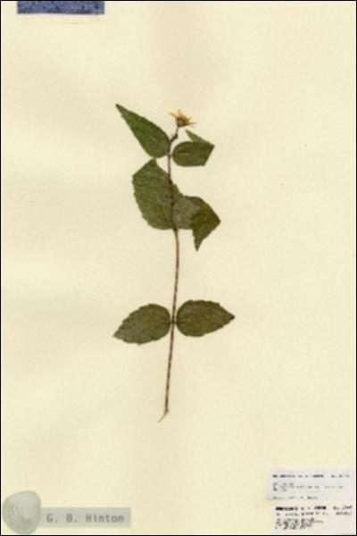 URN_catalog_HBHinton_herbarium_23449.jpg.jpg