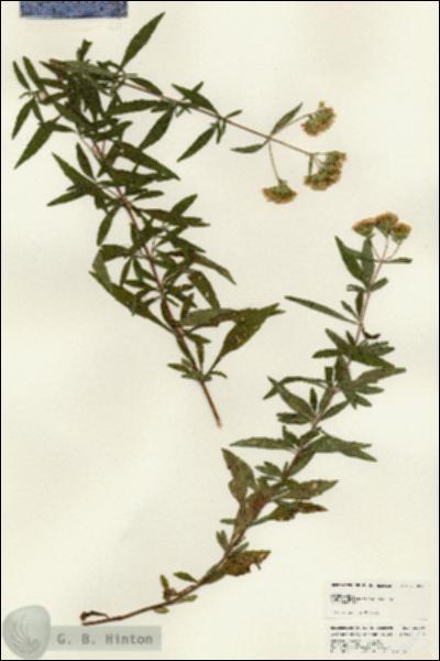 URN_catalog_HBHinton_herbarium_25069.jpg.jpg