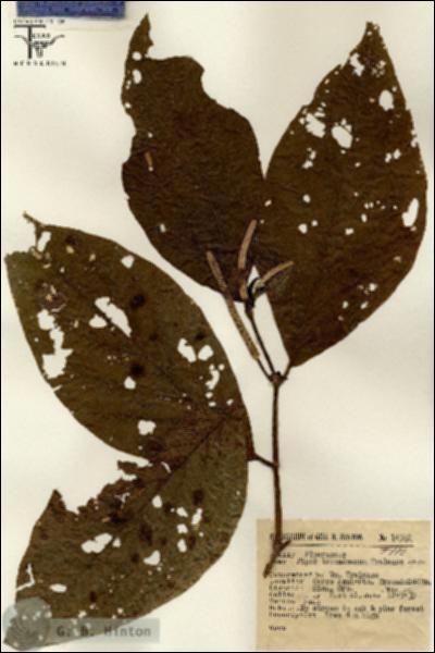 URN_catalog_HBHinton_herbarium_14962.jpg.jpg