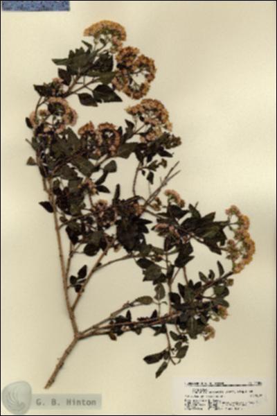 URN_catalog_HBHinton_herbarium_22004.jpg.jpg