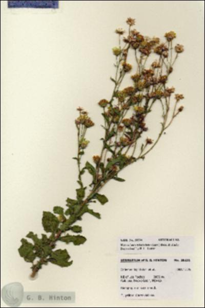 URN_catalog_HBHinton_herbarium_28231.jpg.jpg