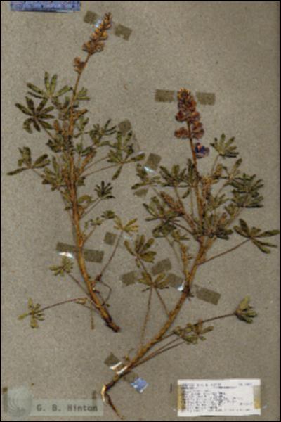 URN_catalog_HBHinton_herbarium_18850.jpg.jpg