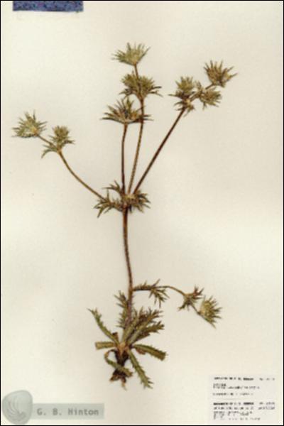 URN_catalog_HBHinton_herbarium_25398.jpg.jpg