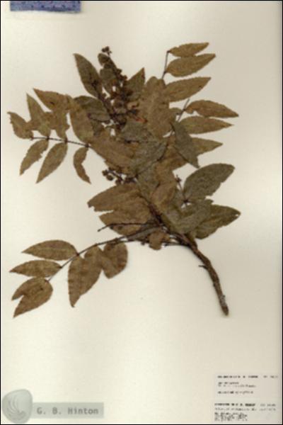 URN_catalog_HBHinton_herbarium_25100.jpg.jpg
