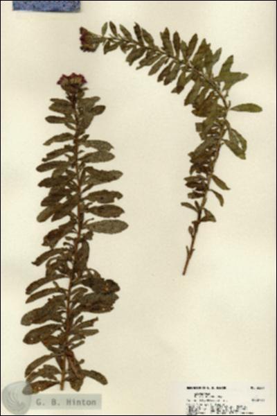 URN_catalog_HBHinton_herbarium_22209.jpg.jpg