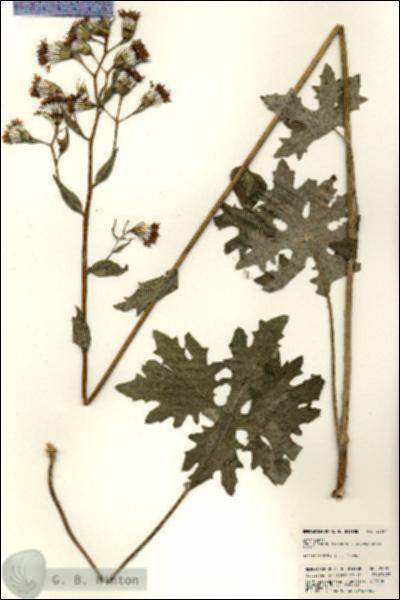 URN_catalog_HBHinton_herbarium_23097.jpg.jpg