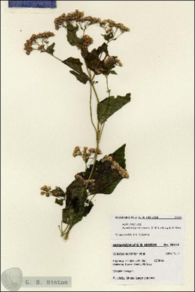 URN_catalog_HBHinton_herbarium_28118.jpg.jpg