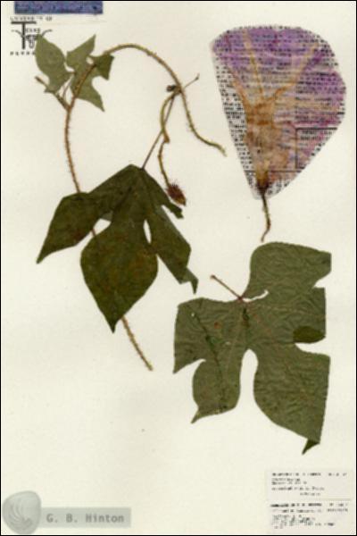 URN_catalog_HBHinton_herbarium_26487.jpg.jpg
