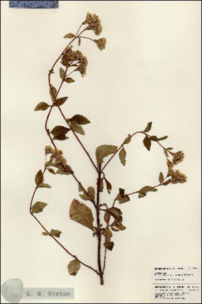 URN_catalog_HBHinton_herbarium_23944.jpg.jpg