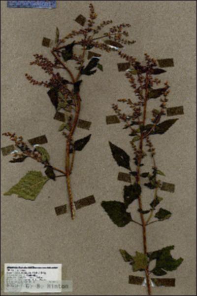 URN_catalog_HBHinton_herbarium_17620.jpg.jpg
