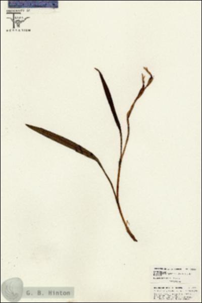 URN_catalog_HBHinton_herbarium_26290.jpg.jpg