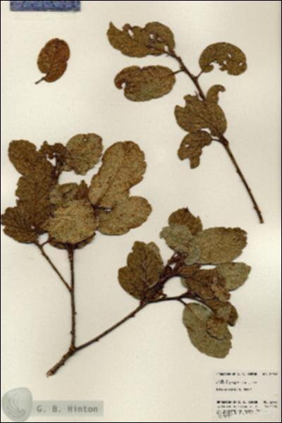 URN_catalog_HBHinton_herbarium_23943.jpg.jpg
