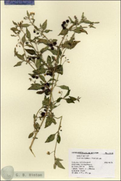 URN_catalog_HBHinton_herbarium_18570.jpg.jpg