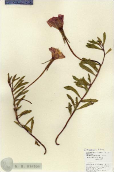 URN_catalog_HBHinton_herbarium_27057.jpg.jpg