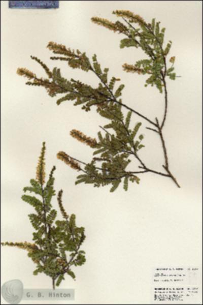 URN_catalog_HBHinton_herbarium_24398.jpg.jpg