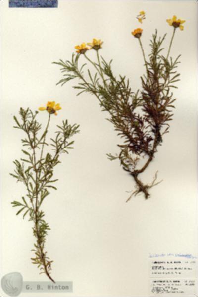 URN_catalog_HBHinton_herbarium_24353.jpg.jpg