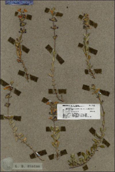 URN_catalog_HBHinton_herbarium_19796.jpg.jpg