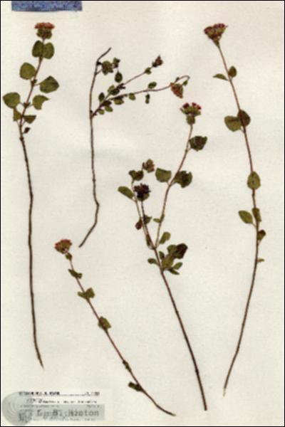 URN_catalog_HBHinton_herbarium_20353.jpg.jpg