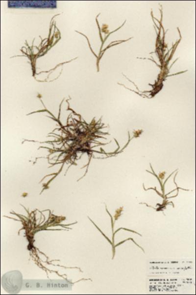 URN_catalog_HBHinton_herbarium_23689.jpg.jpg
