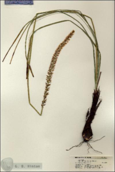 URN_catalog_HBHinton_herbarium_21271.jpg.jpg