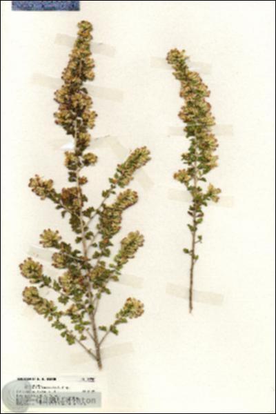 URN_catalog_HBHinton_herbarium_19950.jpg.jpg