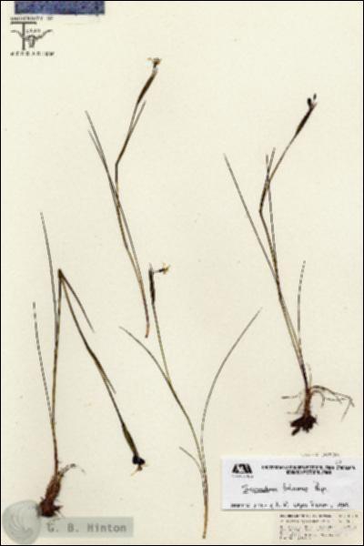 URN_catalog_HBHinton_herbarium_26736.jpg.jpg