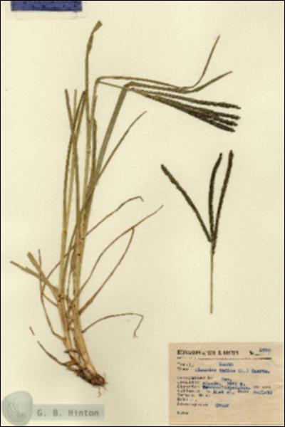 URN_catalog_HBHinton_herbarium_1395.jpg.jpg