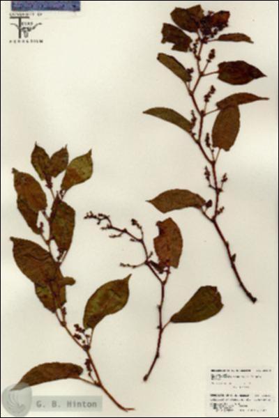 URN_catalog_HBHinton_herbarium_26334.jpg.jpg