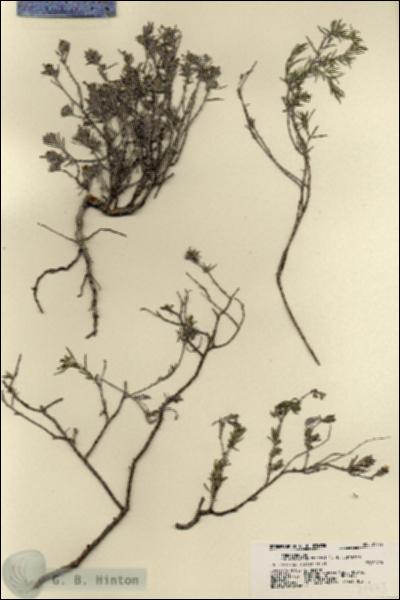 URN_catalog_HBHinton_herbarium_21773.jpg.jpg