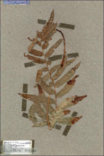 URN_catalog_HBHinton_herbarium_17707.jpg.jpg