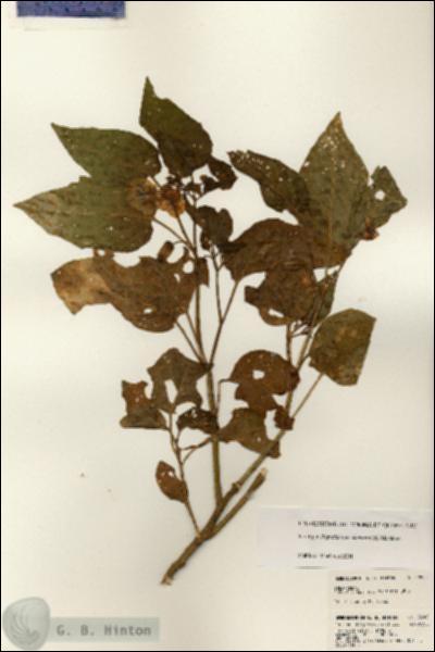 URN_catalog_HBHinton_herbarium_22900.jpg.jpg