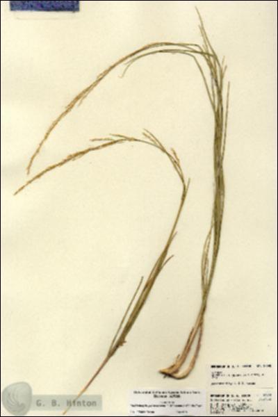 URN_catalog_HBHinton_herbarium_22698.jpg.jpg
