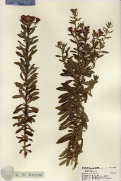 URN_catalog_HBHinton_herbarium_22236.jpg.jpg