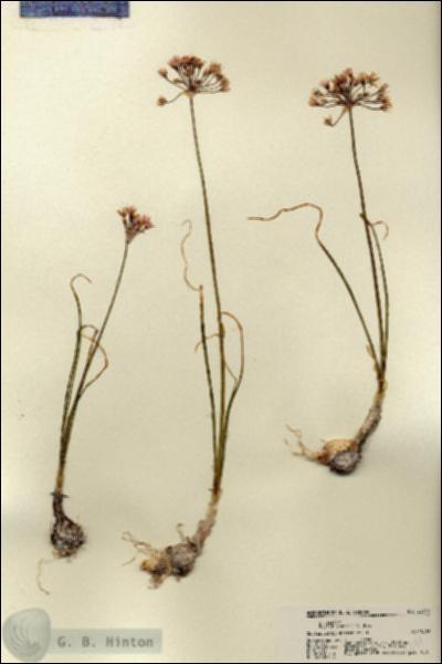 URN_catalog_HBHinton_herbarium_22344.jpg.jpg