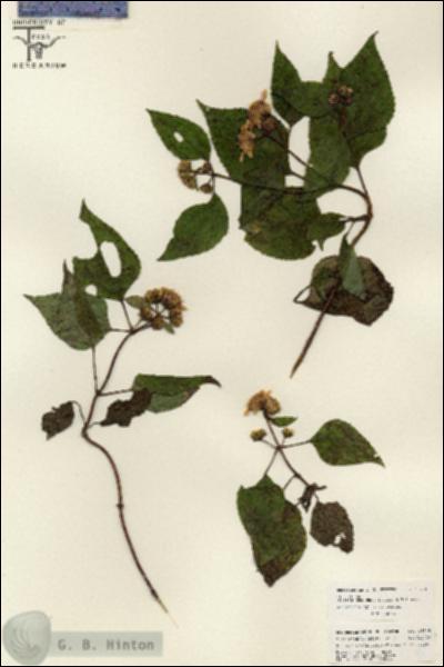 URN_catalog_HBHinton_herbarium_26248.jpg.jpg
