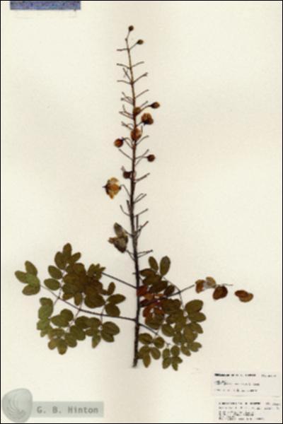 URN_catalog_HBHinton_herbarium_25218.jpg.jpg