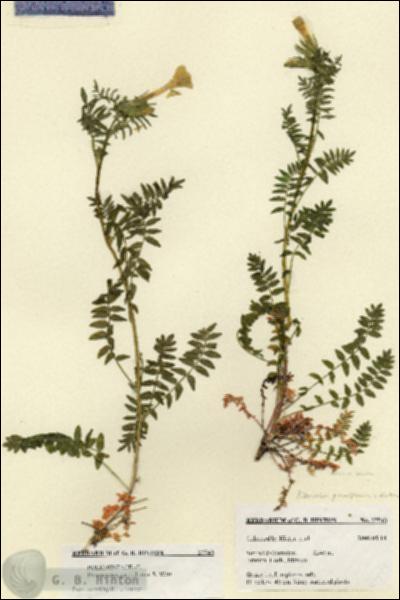 URN_catalog_HBHinton_herbarium_27543.jpg.jpg