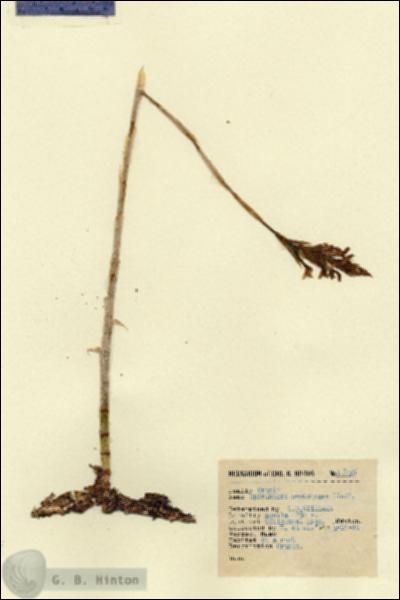 URN_catalog_HBHinton_herbarium_15835.jpg.jpg