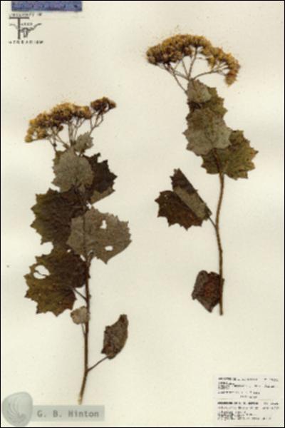URN_catalog_HBHinton_herbarium_26154.jpg.jpg