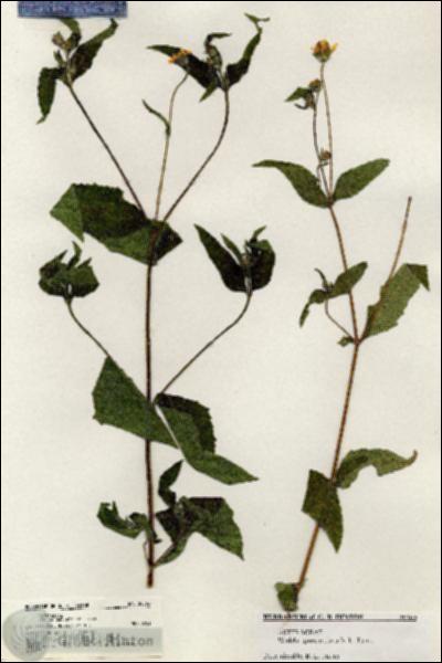 URN_catalog_HBHinton_herbarium_20563.jpg.jpg