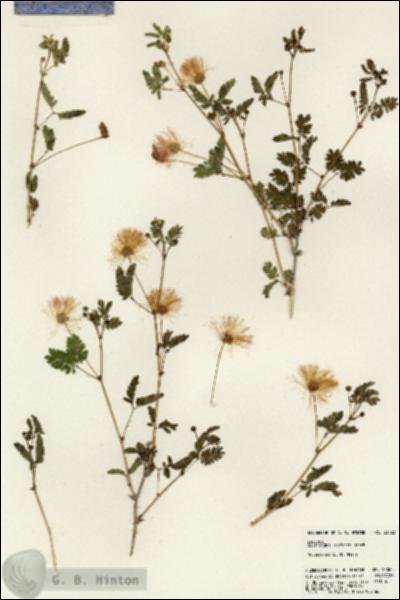 URN_catalog_HBHinton_herbarium_23063.jpg.jpg